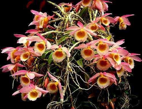 Dendrobium loddigesii